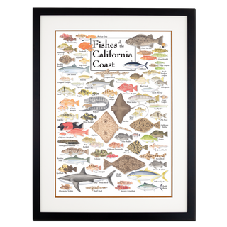 Fishes of the California Coast - Poster - Double matted black frame image