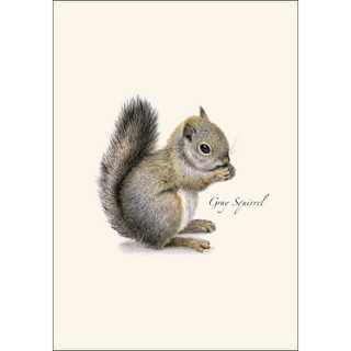 Gray Squirrel image 1
