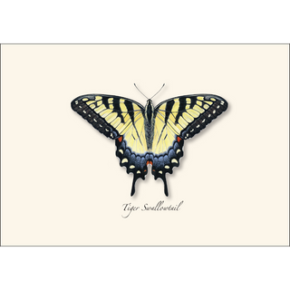 Swallowtail Assortment image 1
