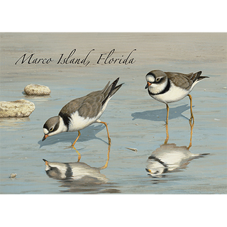 Plovers image 0