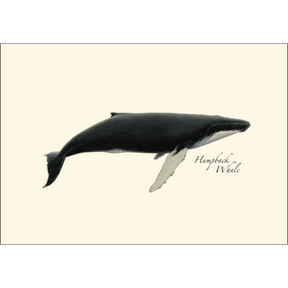 Whale Assortment image 1