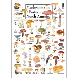 Mushrooms of Eastern North America - Poster image 0