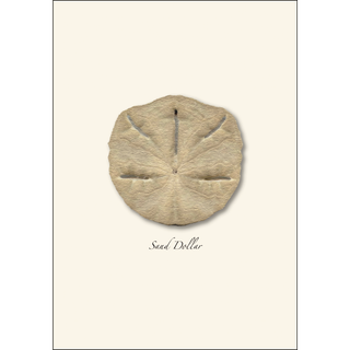 Sand Dollar image 1