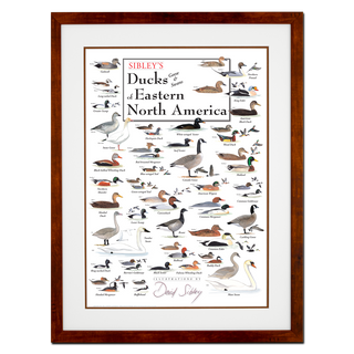 Sibley's Ducks, Geese & Swans of Eastern North America - Double matted honey frame image