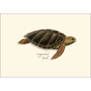 Sea Turtle Assortment image 1