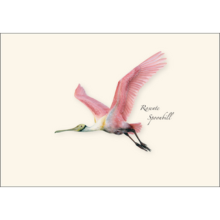 Roseate Spoonbill image 1