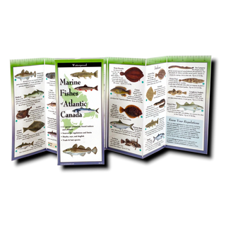 Marine Fishes of Atlantic Canada image 1