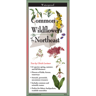 Common Wildflowers of the Northeast image 0