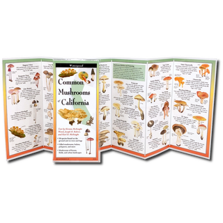 Common Mushrooms of California image 1