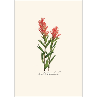 Western Wildflower Assortment image 2