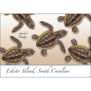 Loggerhead Hatchlings image 0