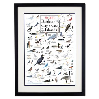 Sibley’s Birds of Cape Cod & the Islands – Poster - Double matted black frame image