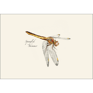 Dragonfly & Damselfly Assortment II image 2