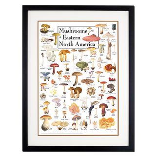 Mushrooms of Eastern North America - Poster - Double matted black frame image
