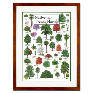 Native Trees of Florida - Poster - Double matted honey frame image