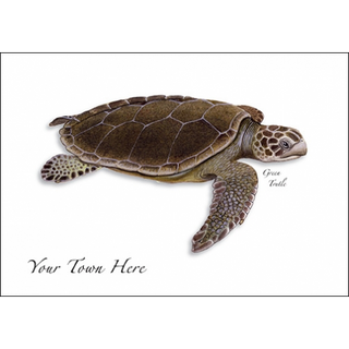 Green Turtle image 0