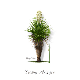 Torrey Yucca image 0