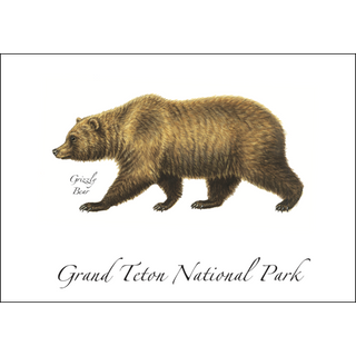 Grizzly Bear image 0