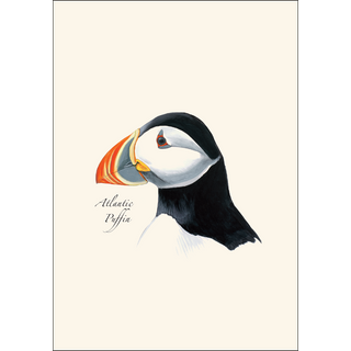 Sibley's Atlantic Puffin image 1