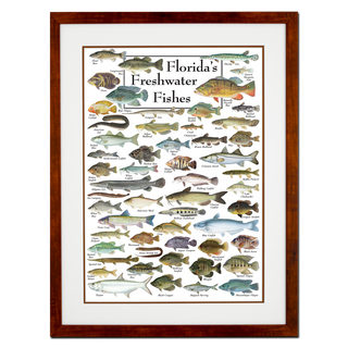 Florida's Freshwater Fishes - Poster - Double matted honey frame image