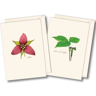 Wildflower Assortment II image 0