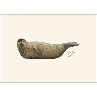 Harbor Seal image 1