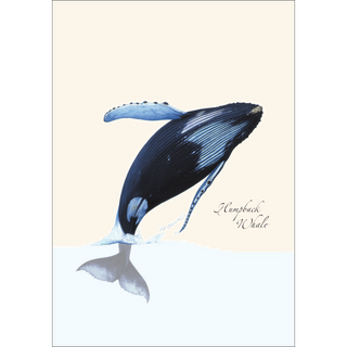 Breaching Humpback image 1