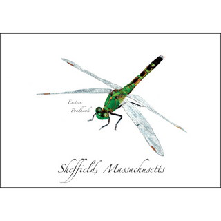 Eastern Pondhawk image 0