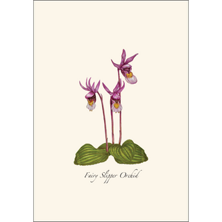 Native Orchid Assortment image 4