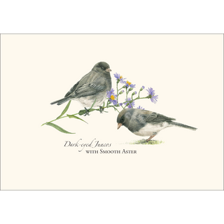Juncos -NEW- image 1