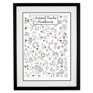 Animal Tracks of the Northwest - Double matted black frame image