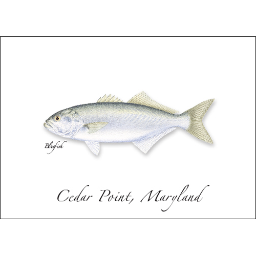 Customizable Cards - Bluefish – Earth Sky + Water