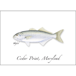 Bluefish image 0