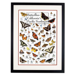 Butterflies of California & Pacific Northwest - Poster - Double matted black frame image
