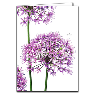 Share nature's beauty with this Allium greeting card. Made from recycled paper