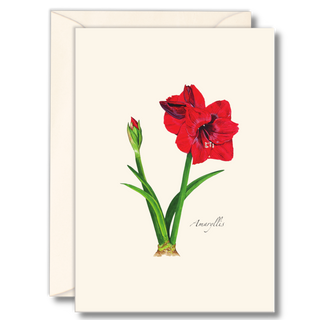 Amaryllis notecard showcasing bold winter blooms, printed on recycled paper