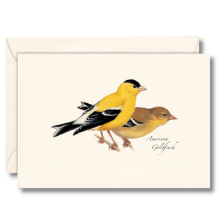 American goldfinch notecard featuring bright seasonal plumage