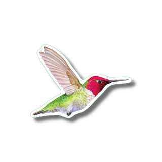 Annas hummingbird stickers with vibrant color for hummingbird species reference