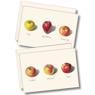Apple notecard assortment inspired by classic orchard fruit