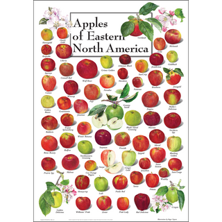 Colorful Apples of Eastern North America Poster, illustrated by expert naturalists for easy identification, loved by nature enthusiasts.