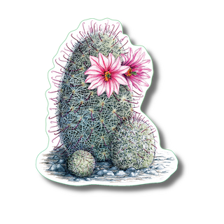 Arizona fishhook stickers on durable vinyl showing a desert plant species for regional nature reference