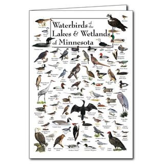Waterbirds of the Lakes & Wetlands of Minnesota - Poster Card image 0