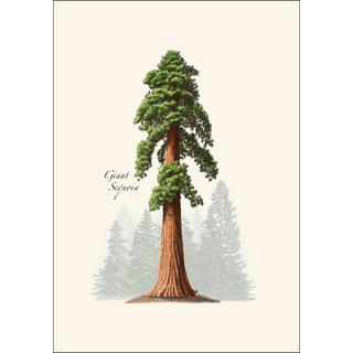 Giant Sequoia image 1