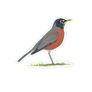 American Robin image 1
