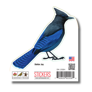 Steller's Jay image 1