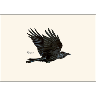 Raven image 1