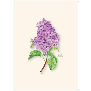 Lilac image 1