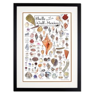 Shells & Beach Life of the Gulf of Mexico - Poster - Double matted black frame image