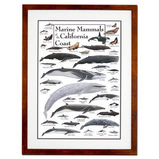 Marine Mammals of the California Coast - Poster - Double matted honey frame image