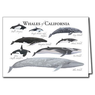 Whales of the California - Regional Card image 0